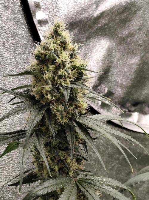 Purple Mintz 💜. Week 9