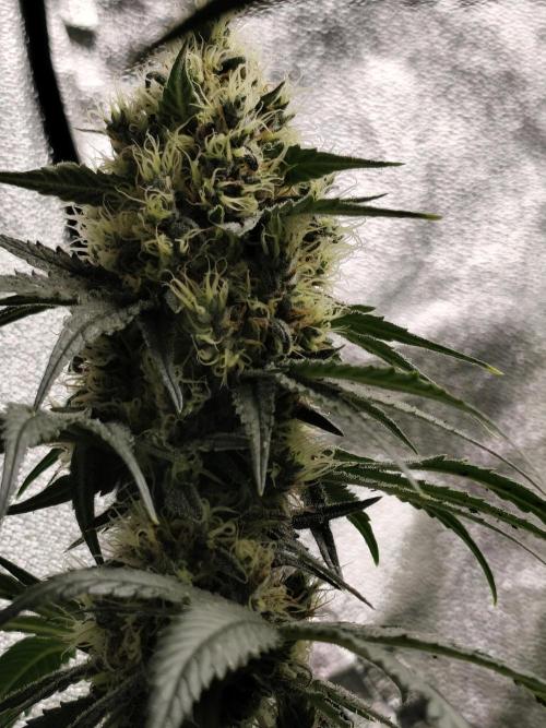 Purple Mintz 💜. Week 9
