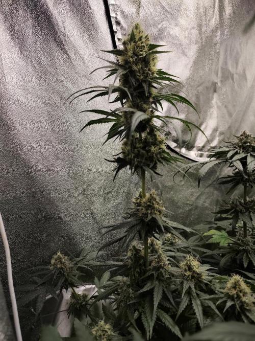 Purple Mintz 💜. Week 9