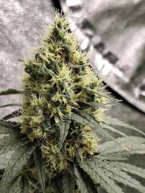 Purple Mintz 💜. Week 9