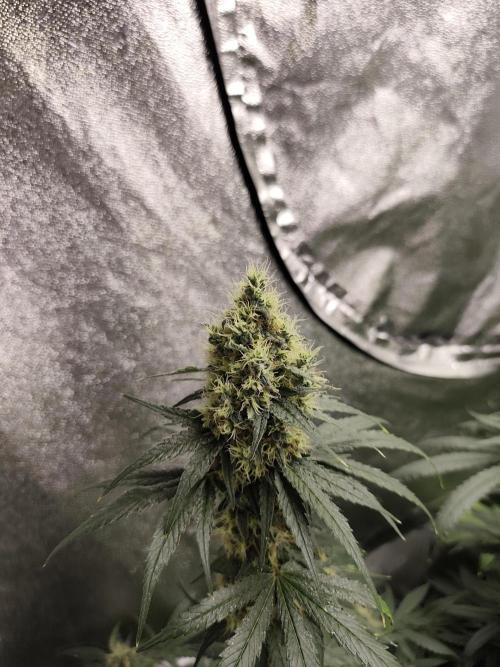 Purple Mintz 💜. Week 9