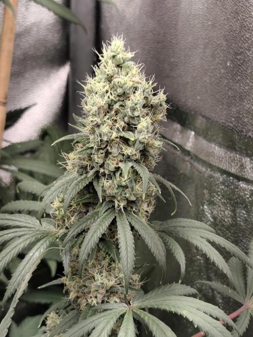 Spliff Seeds Gelato. Week 9