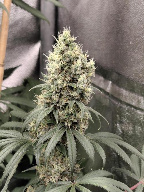 Spliff Seeds Gelato. Week 9