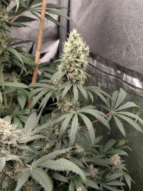 Spliff Seeds Gelato. Week 9