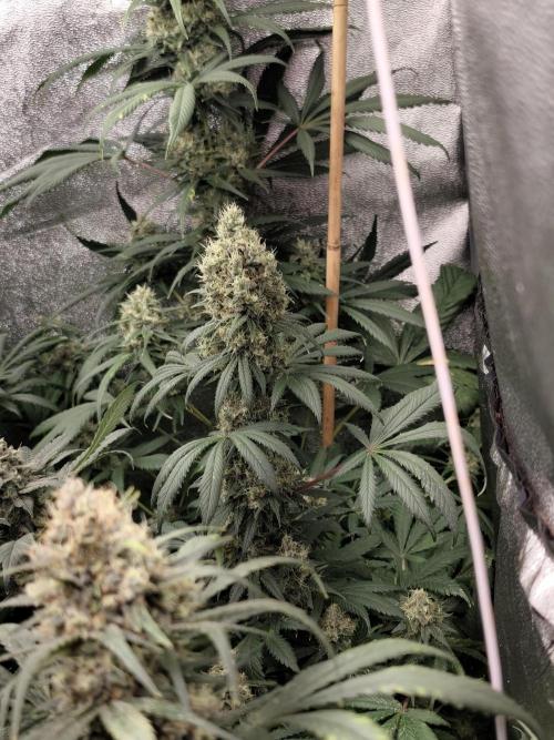 Spliff Seeds Gelato. Week 9