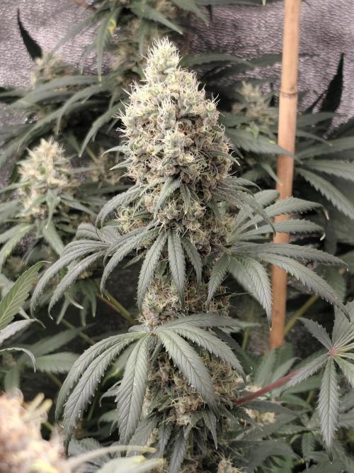Spliff Seeds Gelato. Week 9