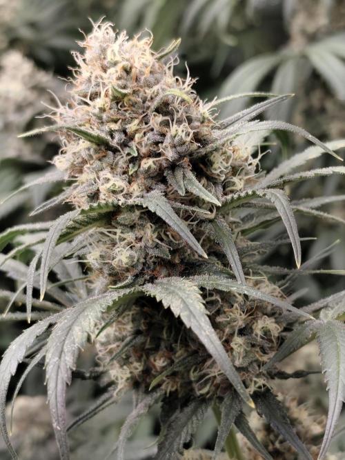 Spliff Seeds Gelato. Week 9