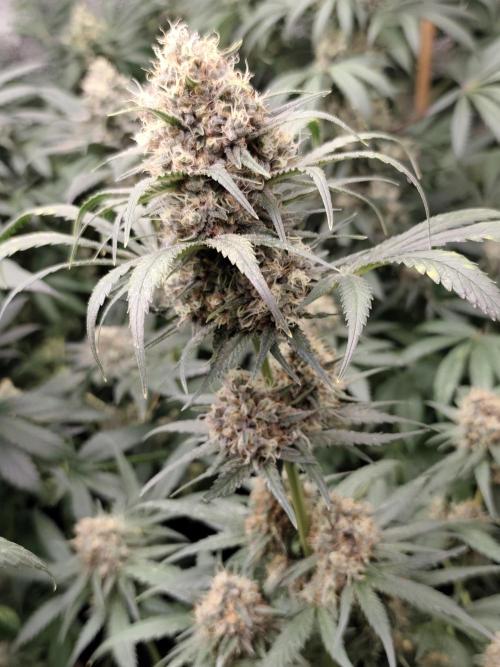 Spliff Seeds Gelato. Week 9
