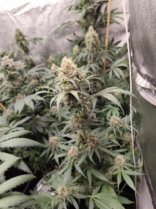 Spliff Seeds Gelato. Week 9