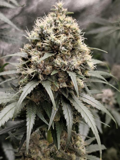 Spliff Seeds Gelato. Week 9