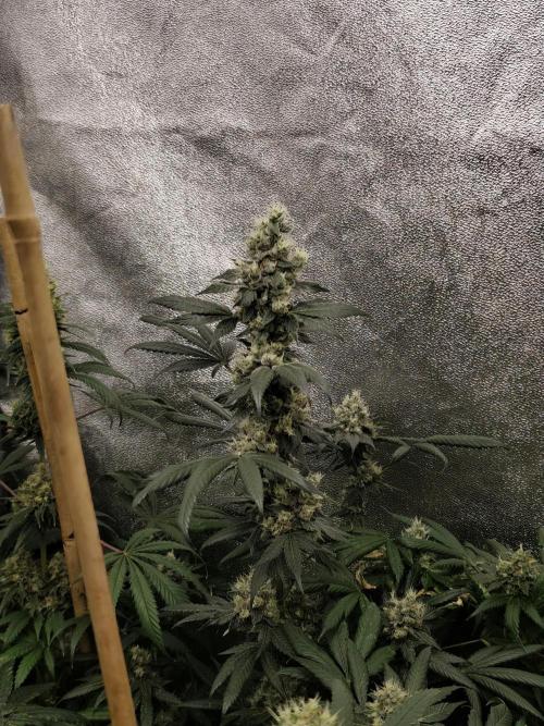 Spliff Seeds Girl Scout Cookies. Week 9