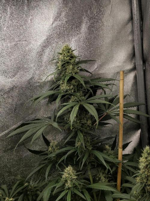 Spliff Seeds Girl Scout Cookies. Week 9