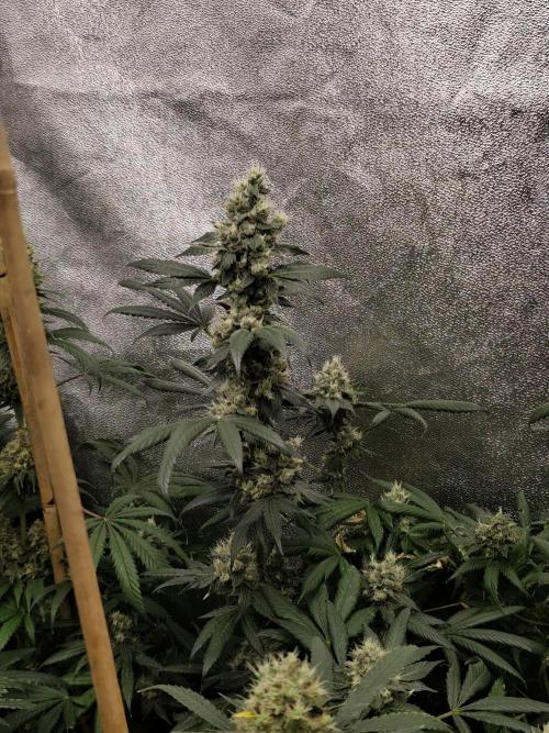Spliff Seeds Girl Scout Cookies. Week 9