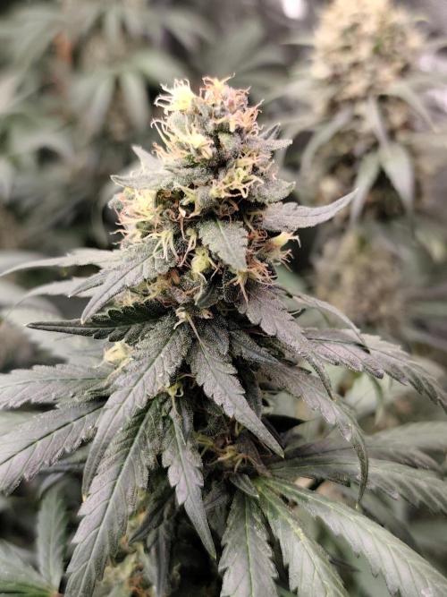 Seeds Genetics - Gorilla Glue. Week 9
