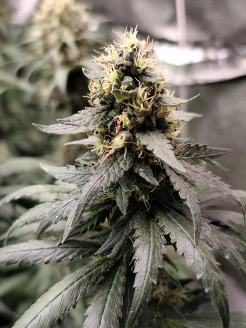 Seeds Genetics - Gorilla Glue. Week 9