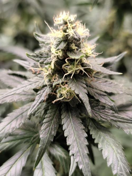 Seeds Genetics - Gorilla Glue. Week 9