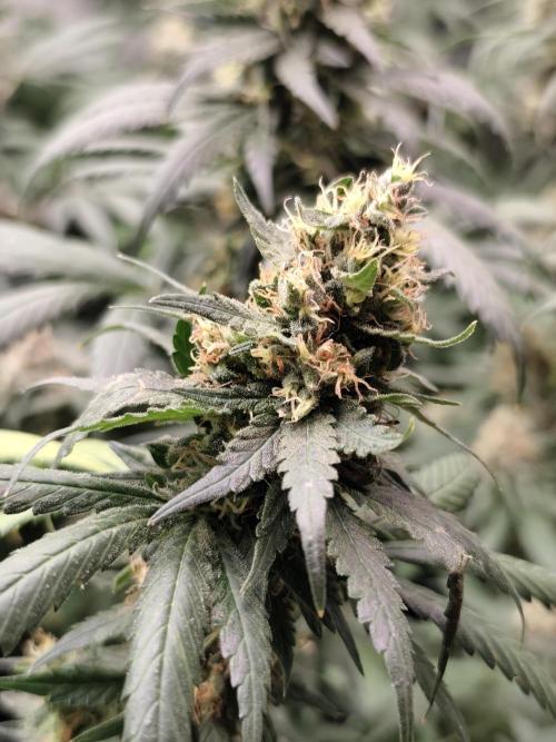 Seeds Genetics - Gorilla Glue. Week 9
