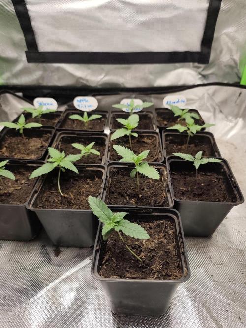 Kannabia seed - Silver Widow. Week 2