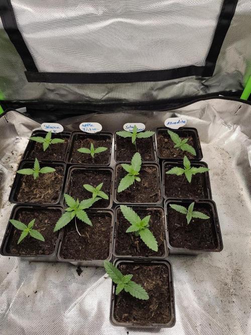 Kannabia seed - Silver Widow. Week 2