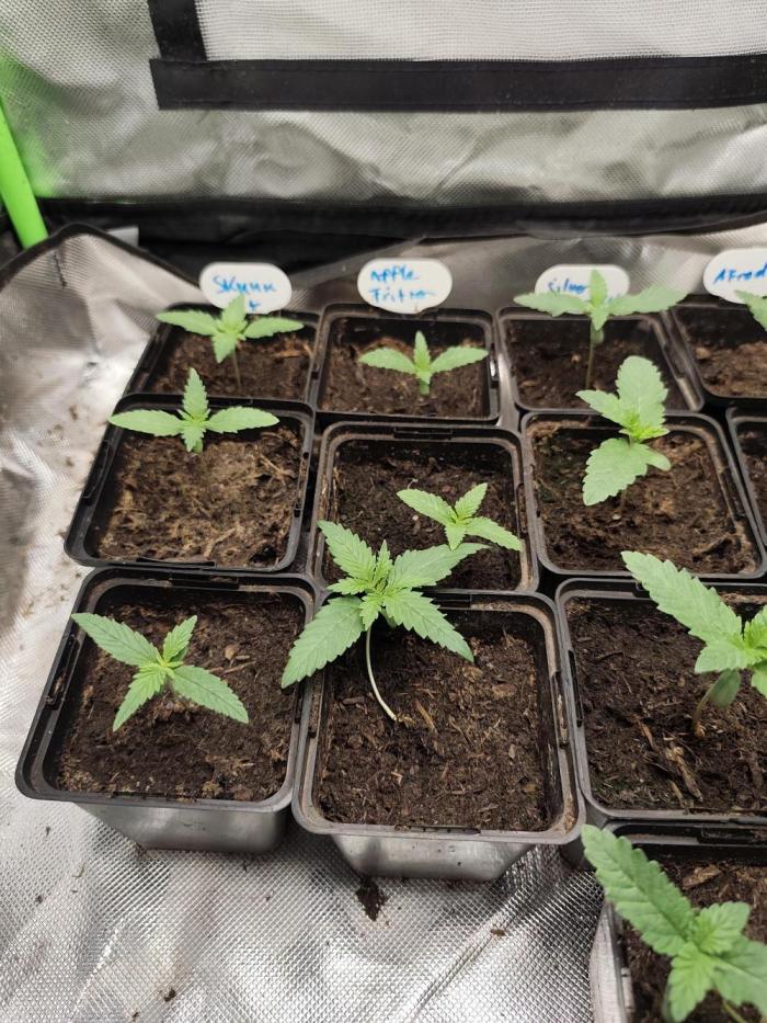 Kannabia seed - Skunk+. Week 2