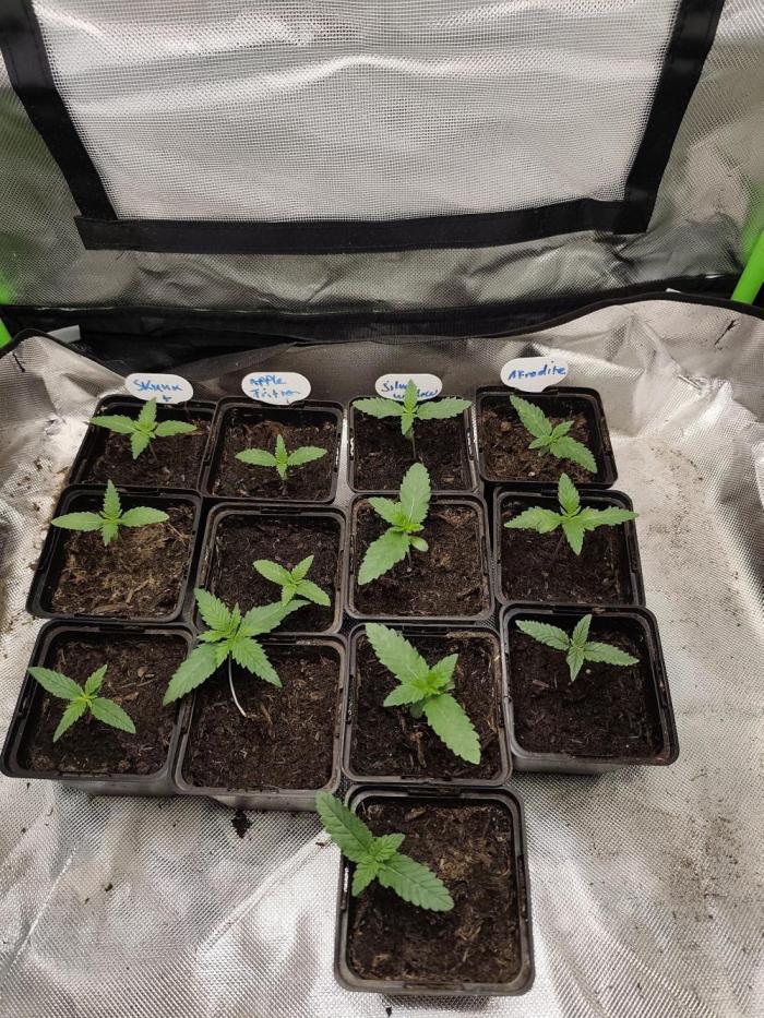Kannabia seed - Appel Fritter Bio boost. Week 1