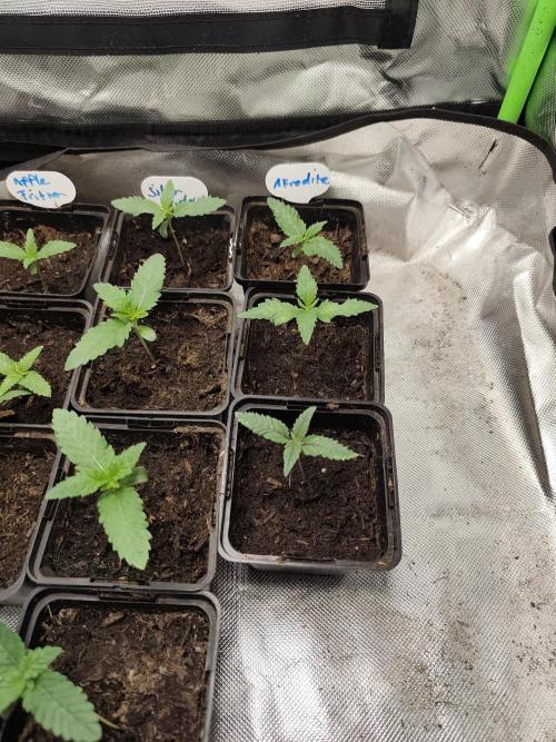 Kannabia seed - Afrodite. Week 3