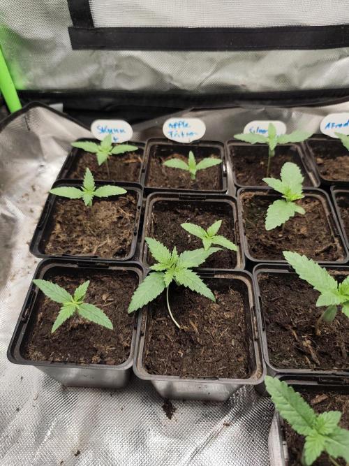 Kannabia seed - Afrodite. Week 3