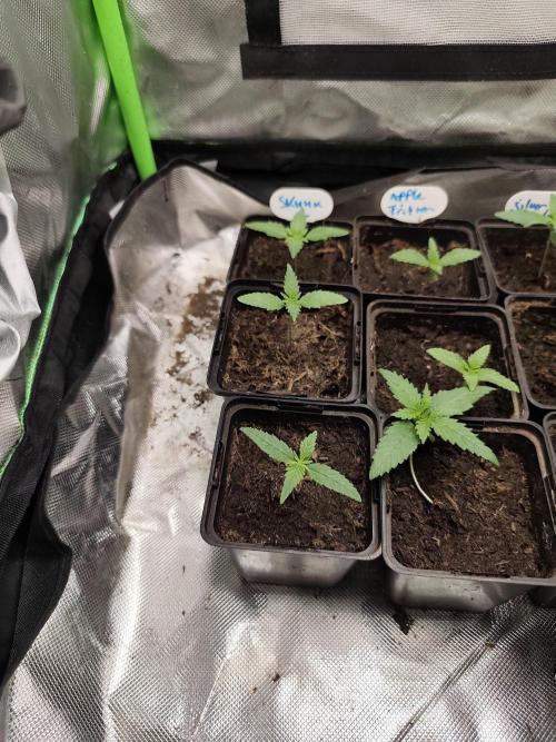 Kannabia seed - Afrodite. Week 3
