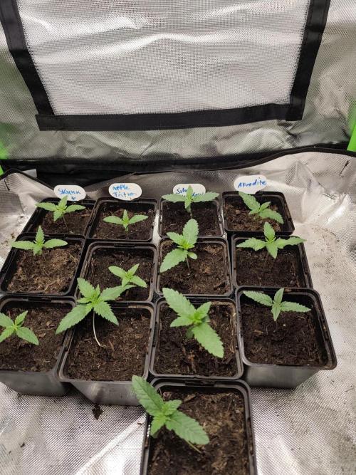 Kannabia seed - Afrodite. Week 3