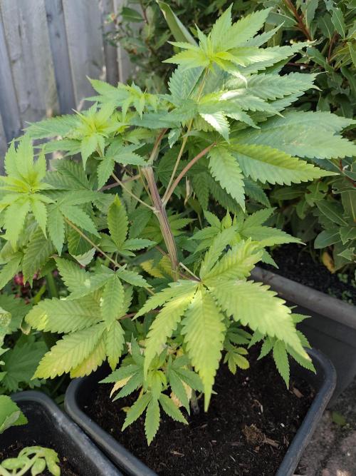 Durban Fruity - Serious Seeds. Week 5