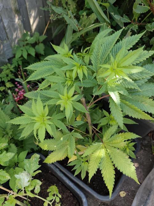 Durban Fruity - Serious Seeds. Week 5