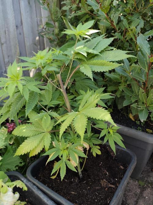 Durban Fruity - Serious Seeds. Week 5