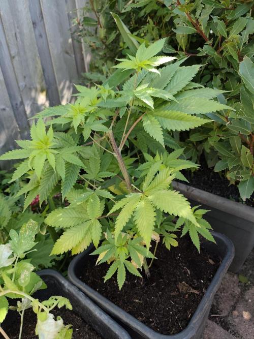 Durban Fruity - Serious Seeds. Week 5