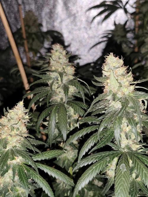 Seeds Genetics - Gorilla Glue. Week 9