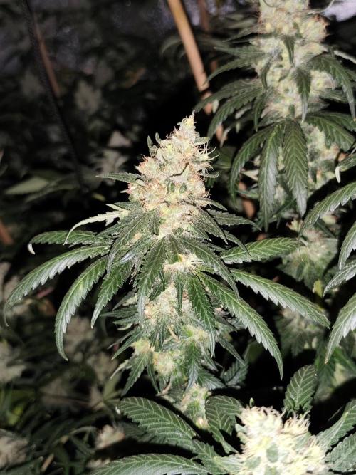 Seeds Genetics - Gorilla Glue. Week 9