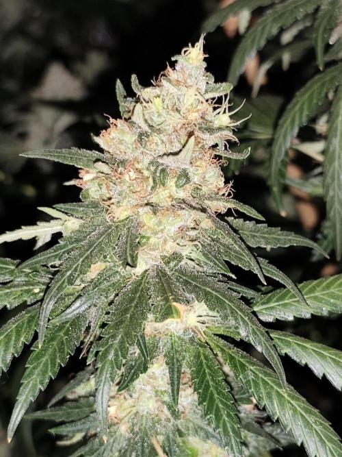 Seeds Genetics - Gorilla Glue. Week 9