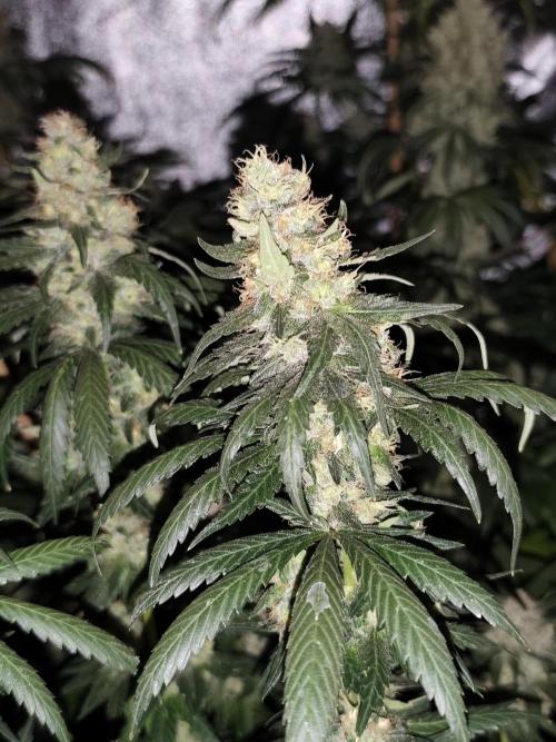 Seeds Genetics - Gorilla Glue. Week 9