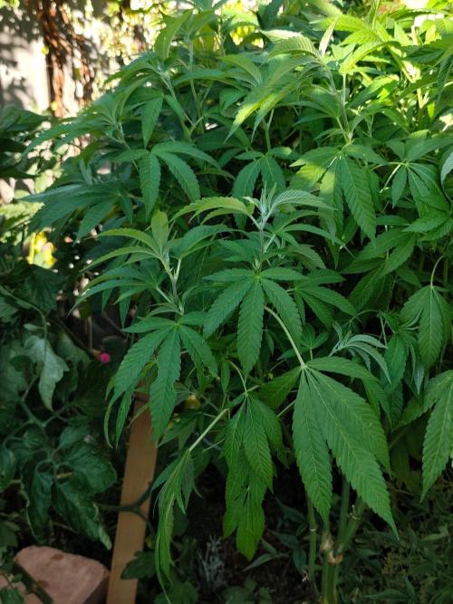Durban Fruity - Serious Seeds. Week 12