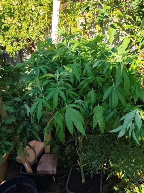 Durban Fruity - Serious Seeds. Week 12