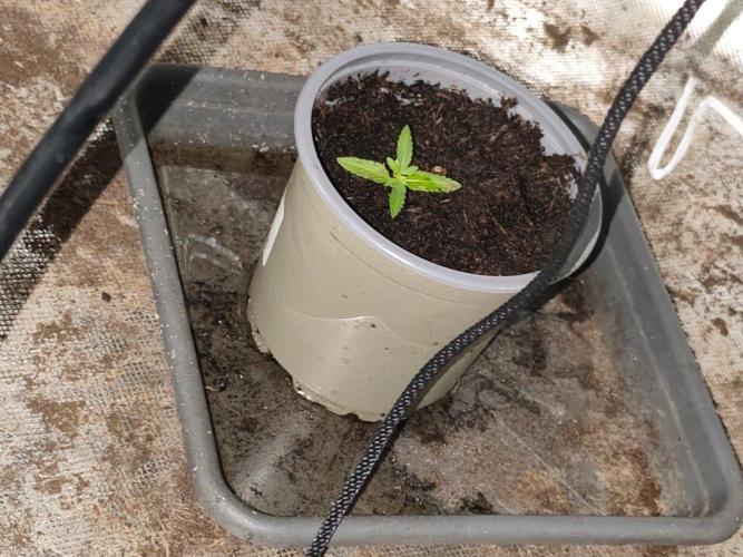 Tropical Fruit Cake. Week 2