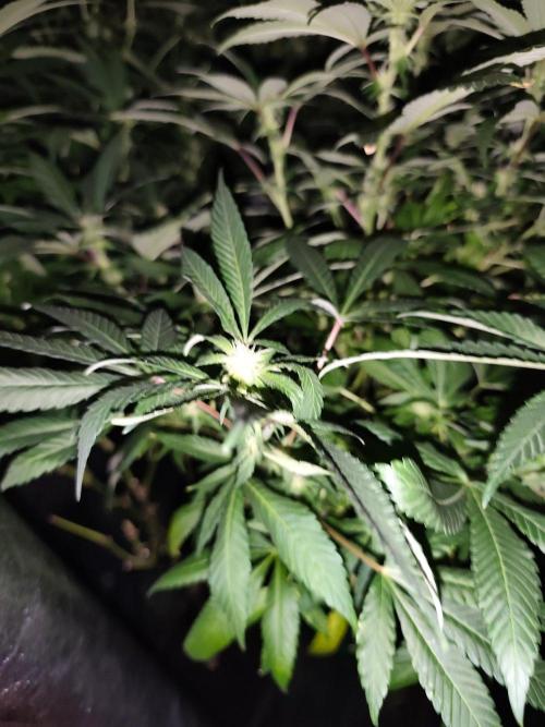 Durban Fruity - Serious Seeds. Week 13