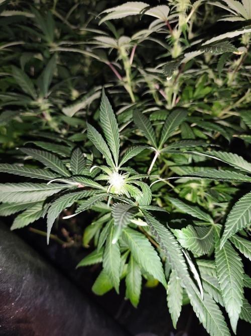 Durban Fruity - Serious Seeds. Week 13