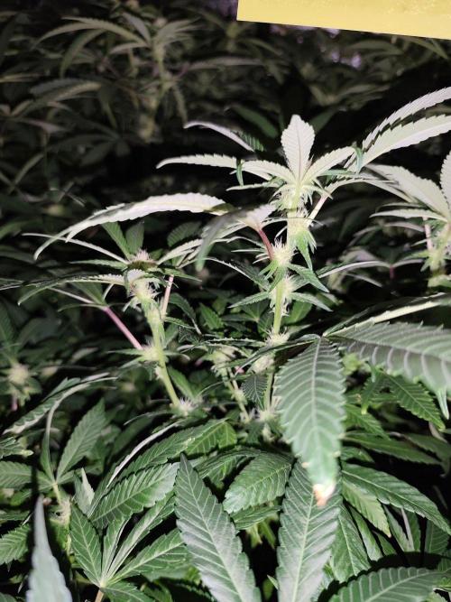 Durban Fruity - Serious Seeds. Week 13
