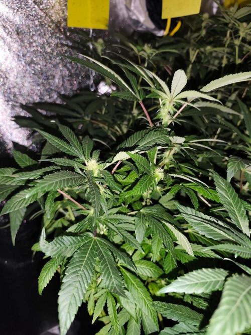 Durban Fruity - Serious Seeds. Week 13
