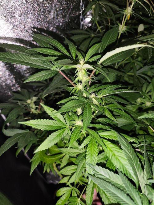 Durban Fruity - Serious Seeds. Week 13