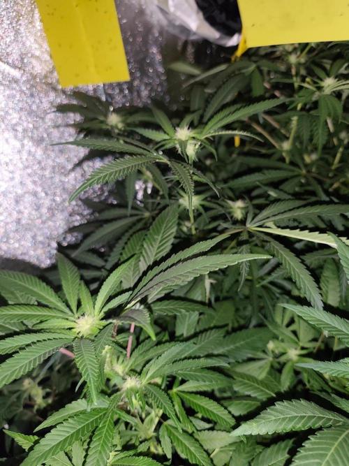 Durban Fruity - Serious Seeds. Week 13