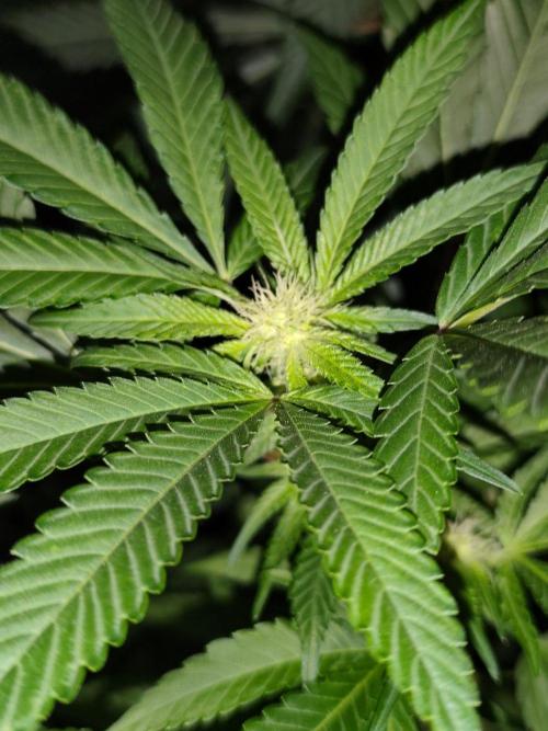 Durban Fruity - Serious Seeds. Week 13