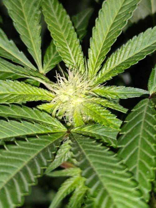Durban Fruity - Serious Seeds. Week 13