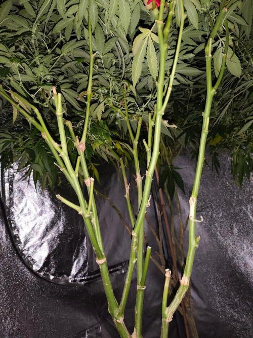 Durban Fruity - Serious Seeds. Week 13