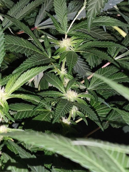 Durban Fruity - Serious Seeds. Week 13